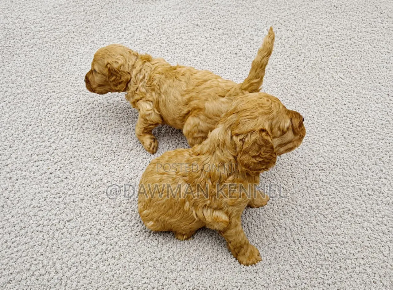 1-3 months Female Purebred Poodle