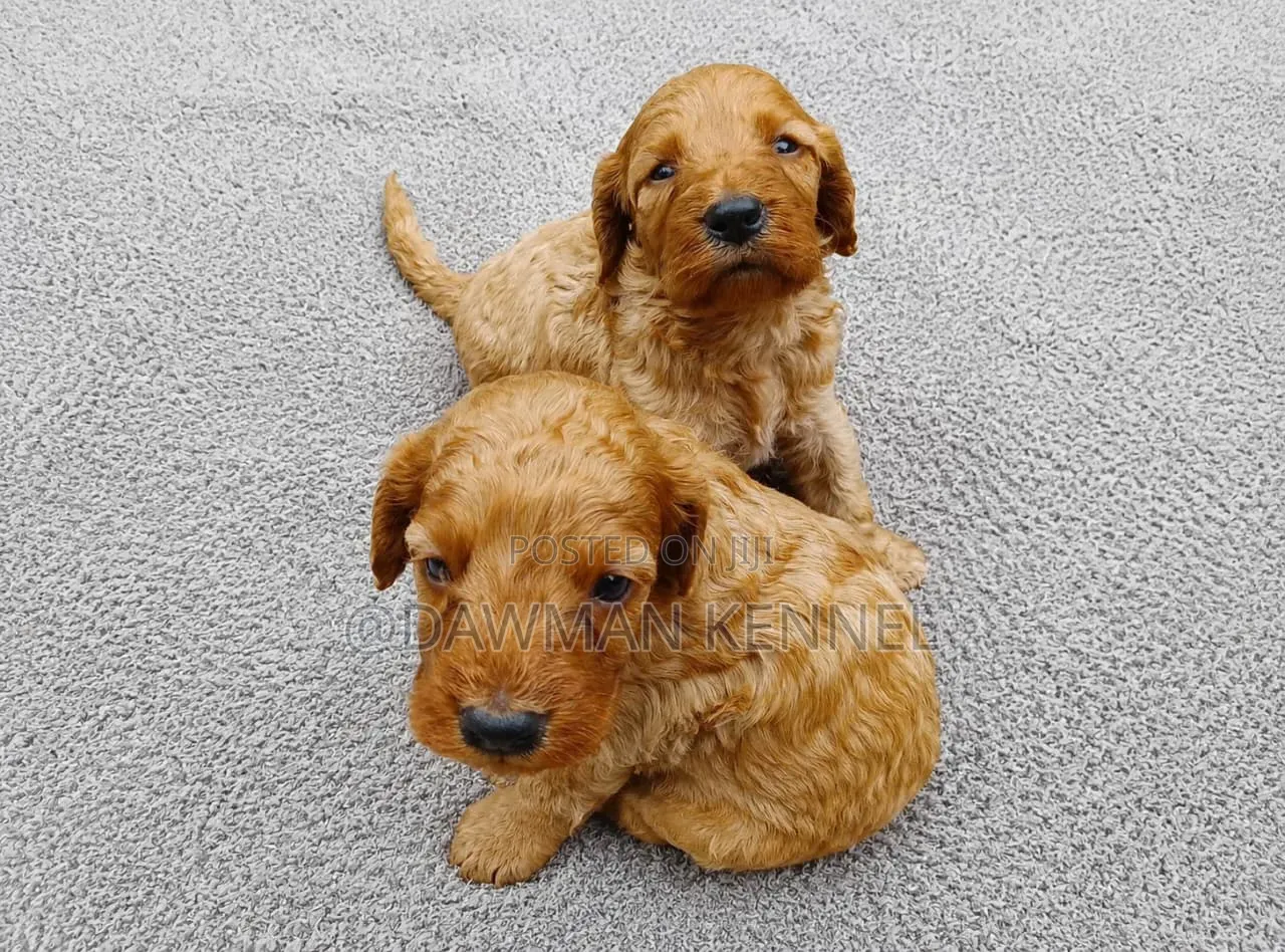1-3 months Female Purebred Poodle