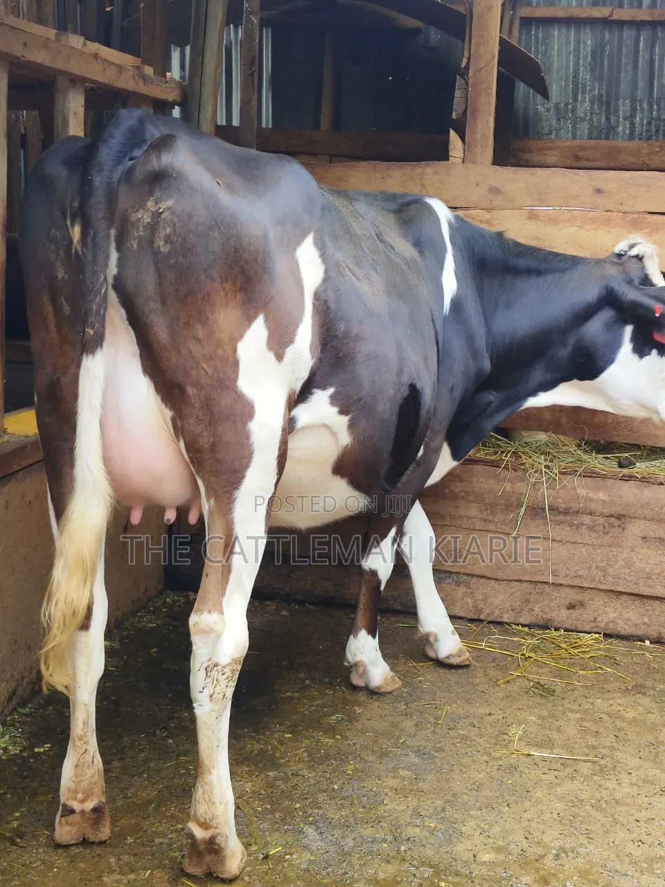 Fleckvie Incalf Heifer