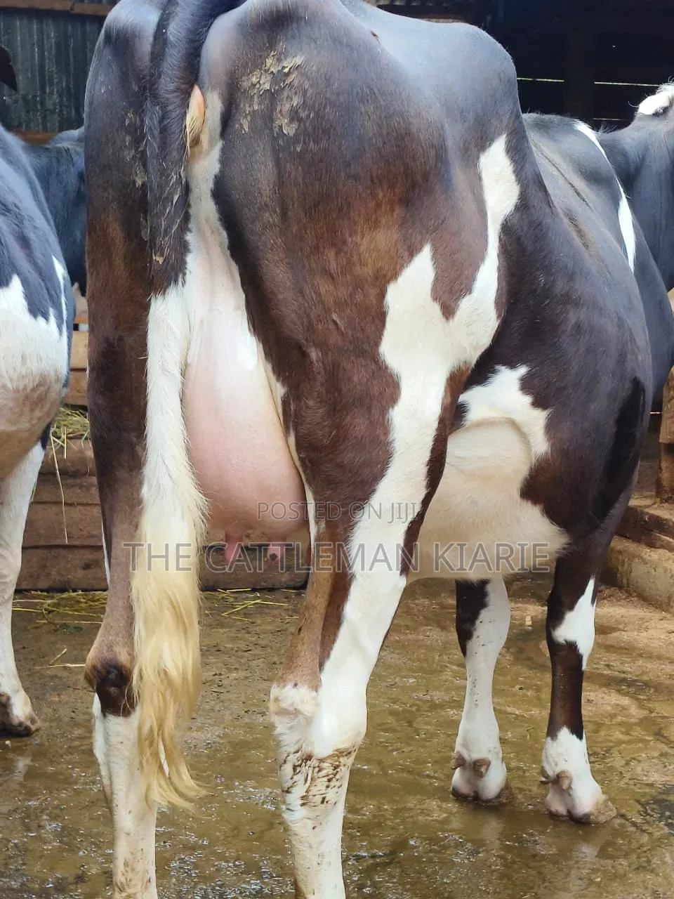 Fleckvie Incalf Heifer