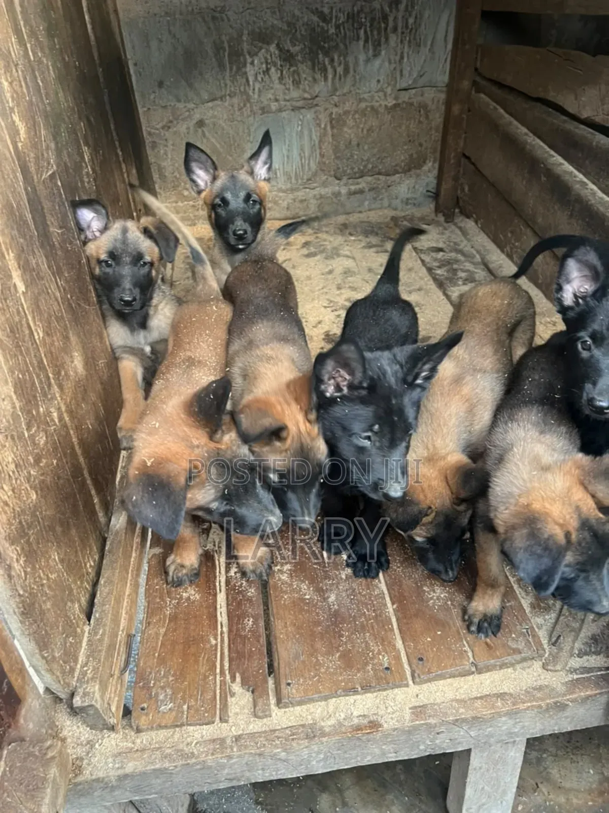 1-3 months Male Purebred Belgian Malinois