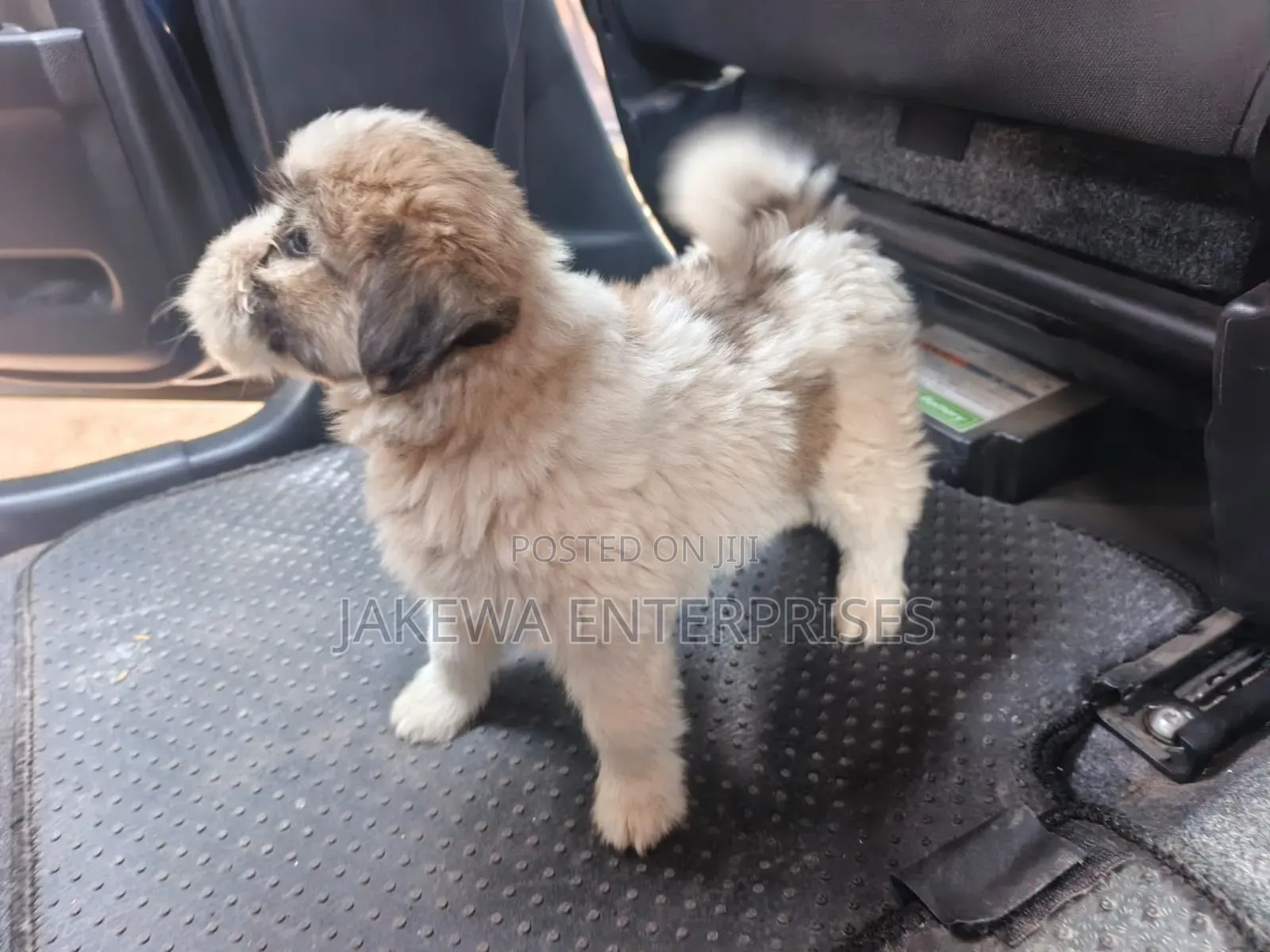 1-3 months Female Purebred Havanese