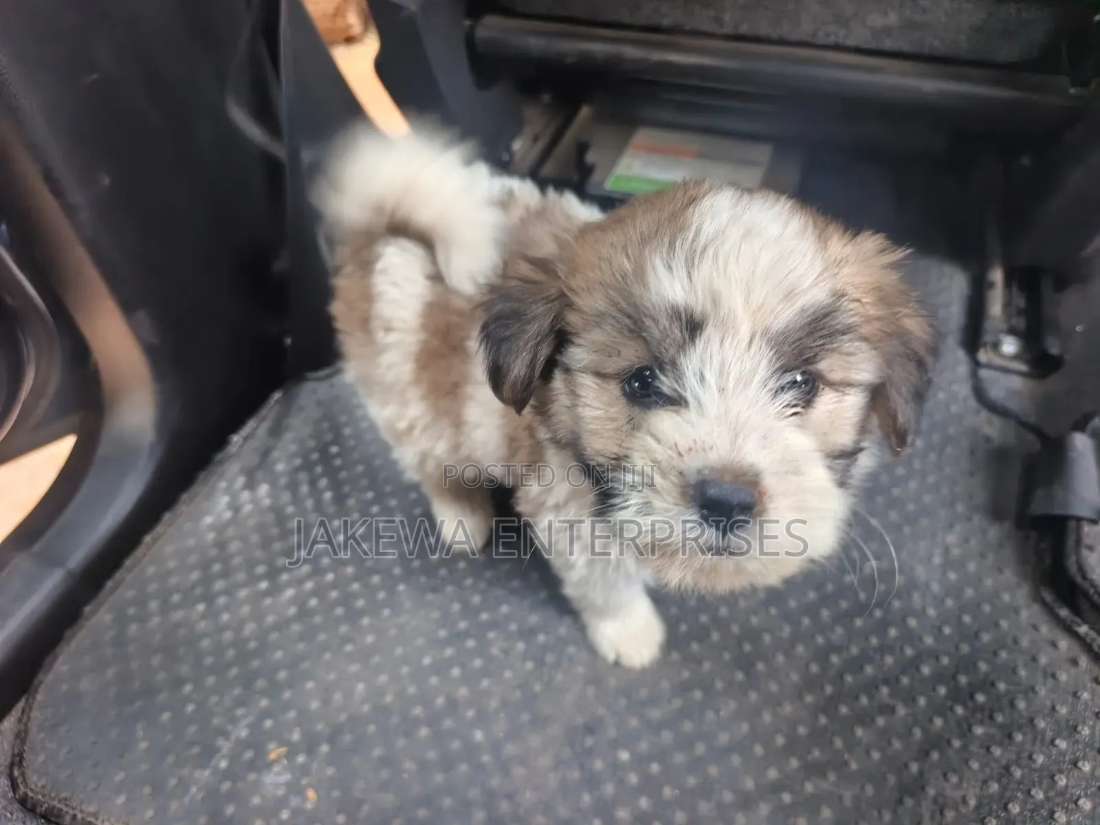 1-3 months Male Purebred Havanese