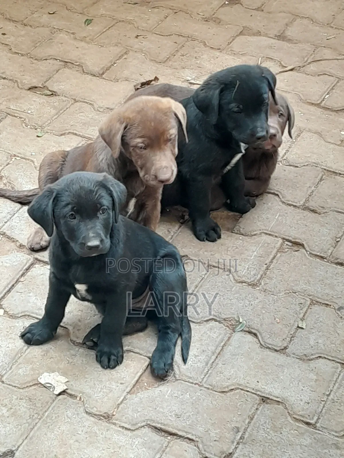 1-3 months Male Purebred Labrador Retriever