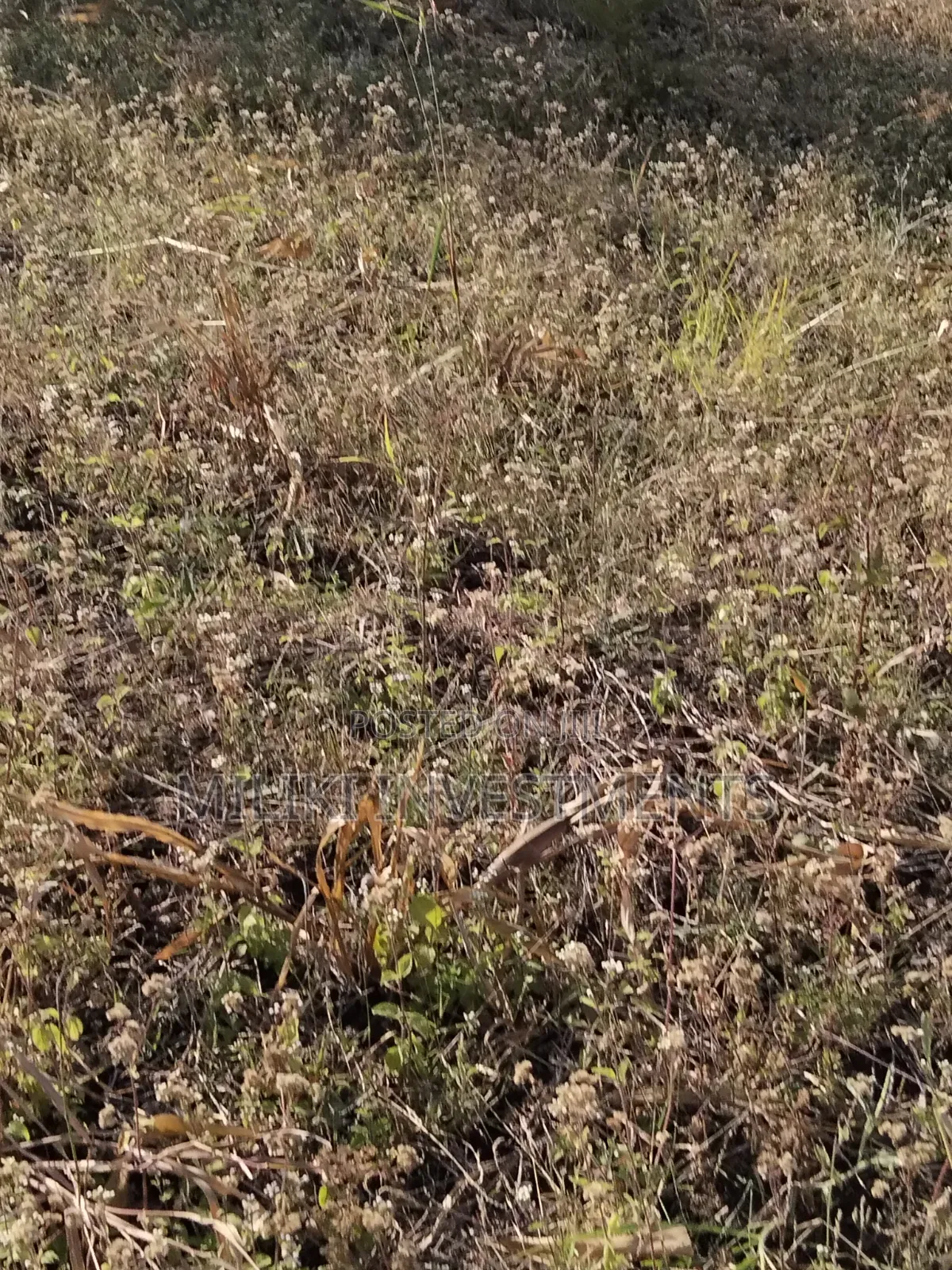 Half an Acre Piece of Land on Sale at Kenol- Kimorori