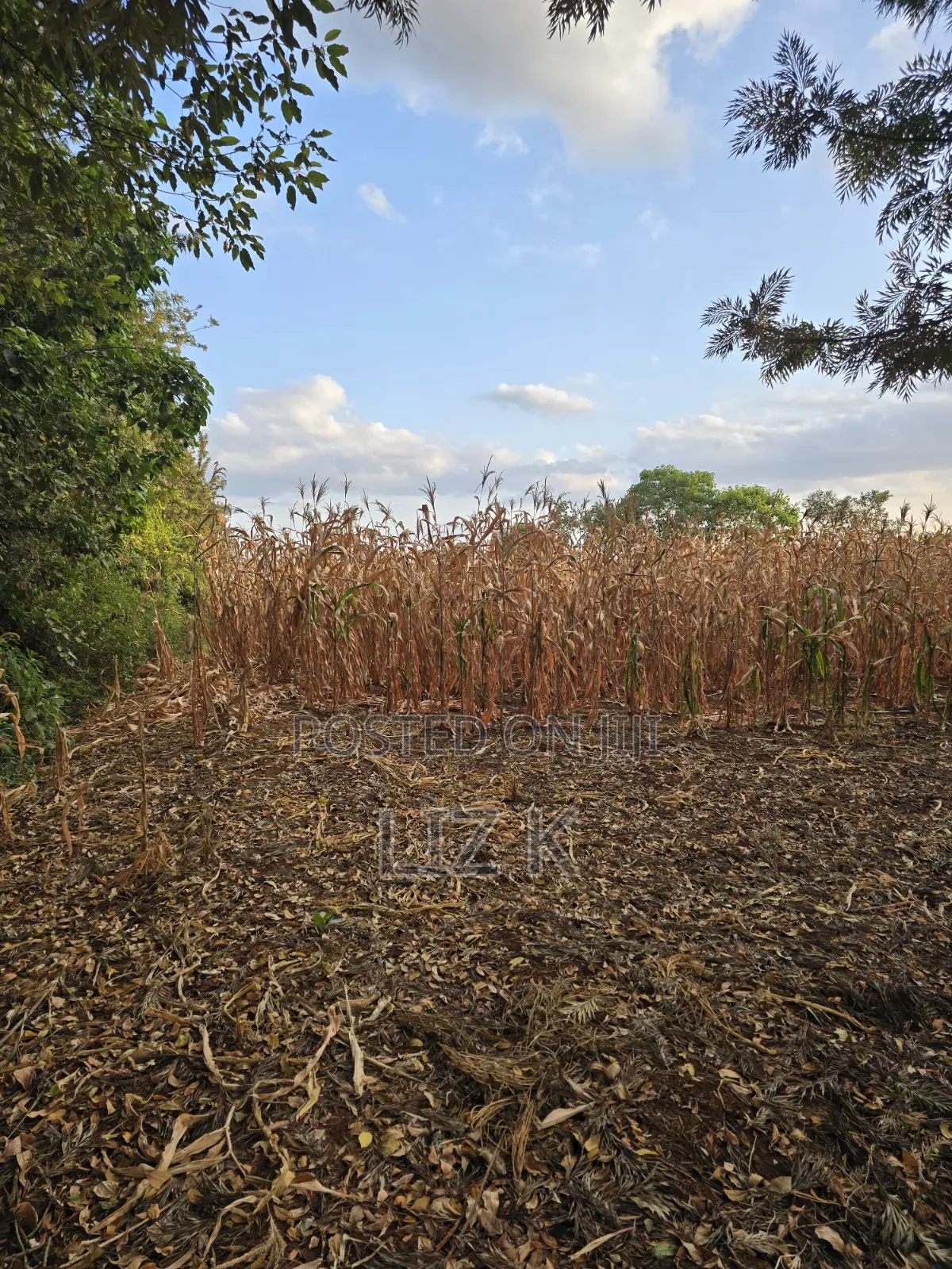 1Acre for Sale in Mugutha