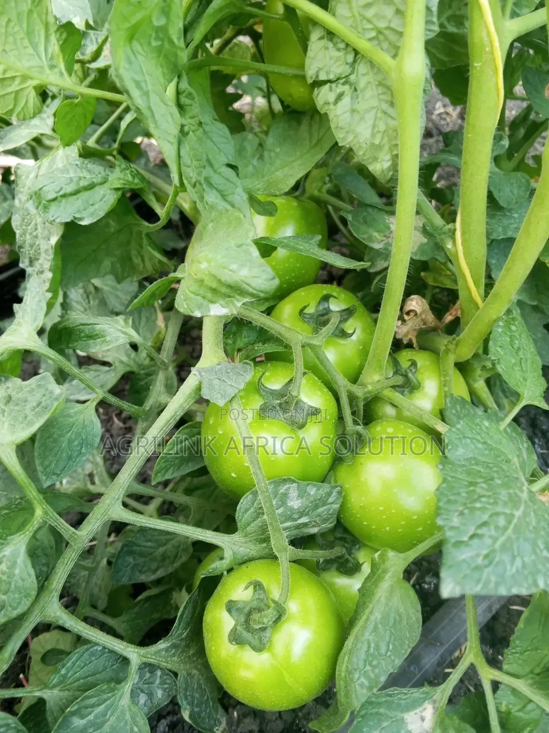 Big Rock Tomatoes F1 5000 Seeds