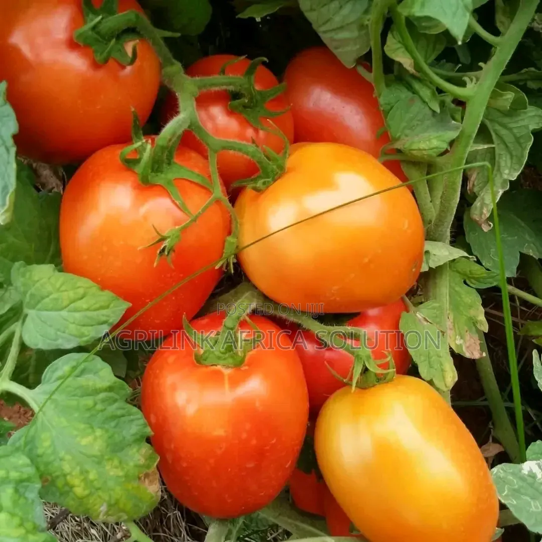 Big Rock Tomatoes F1 5000 Seeds