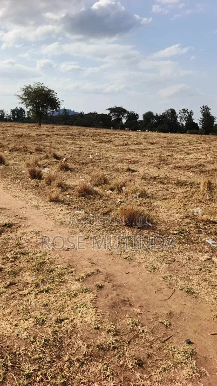 40acres at Mamba