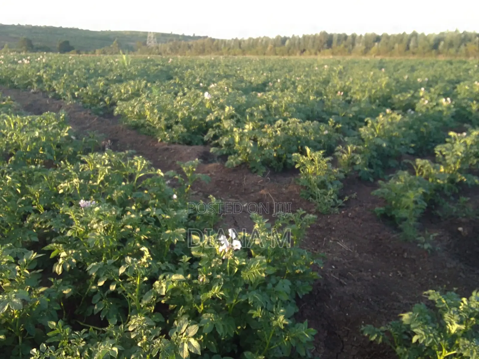 15 Acres for Sale in Ndaragwa