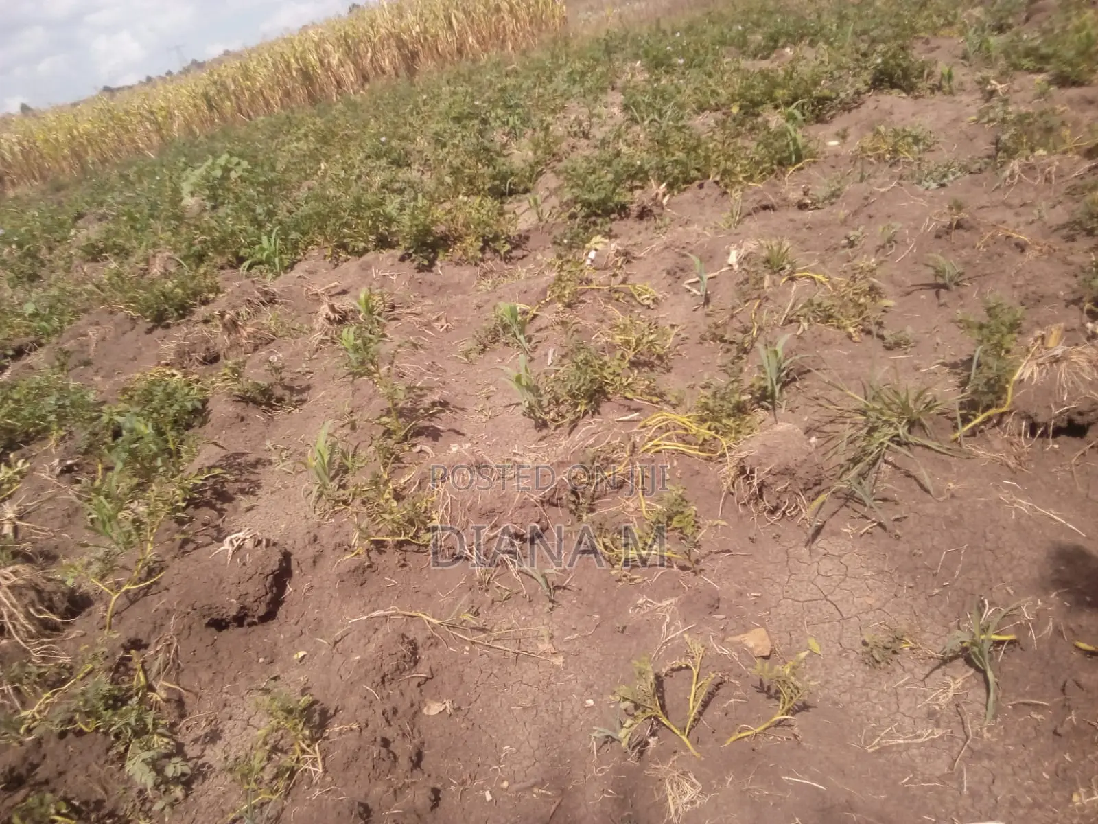 15 Acres for Sale in Ndaragwa