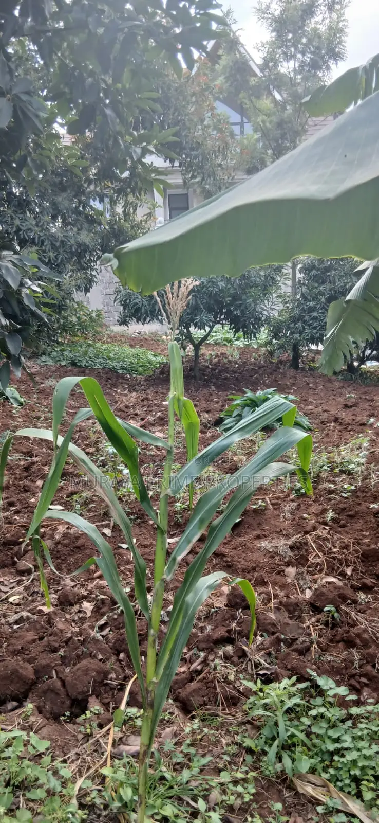 Quarter-Acre Prime Plot for Sale – Kerarapon Drive