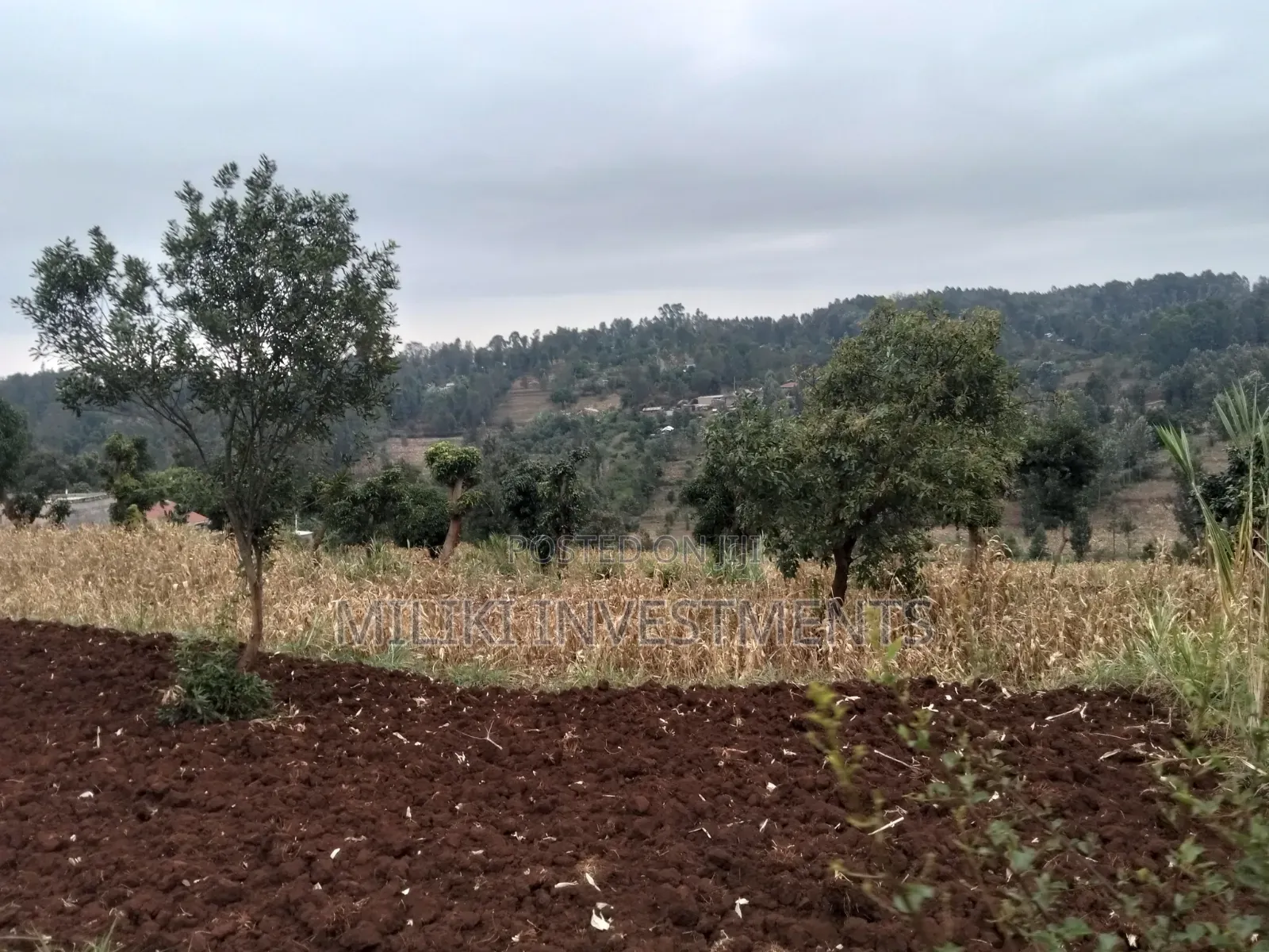 2.5 Acres on Sale at Kenol -Kabati