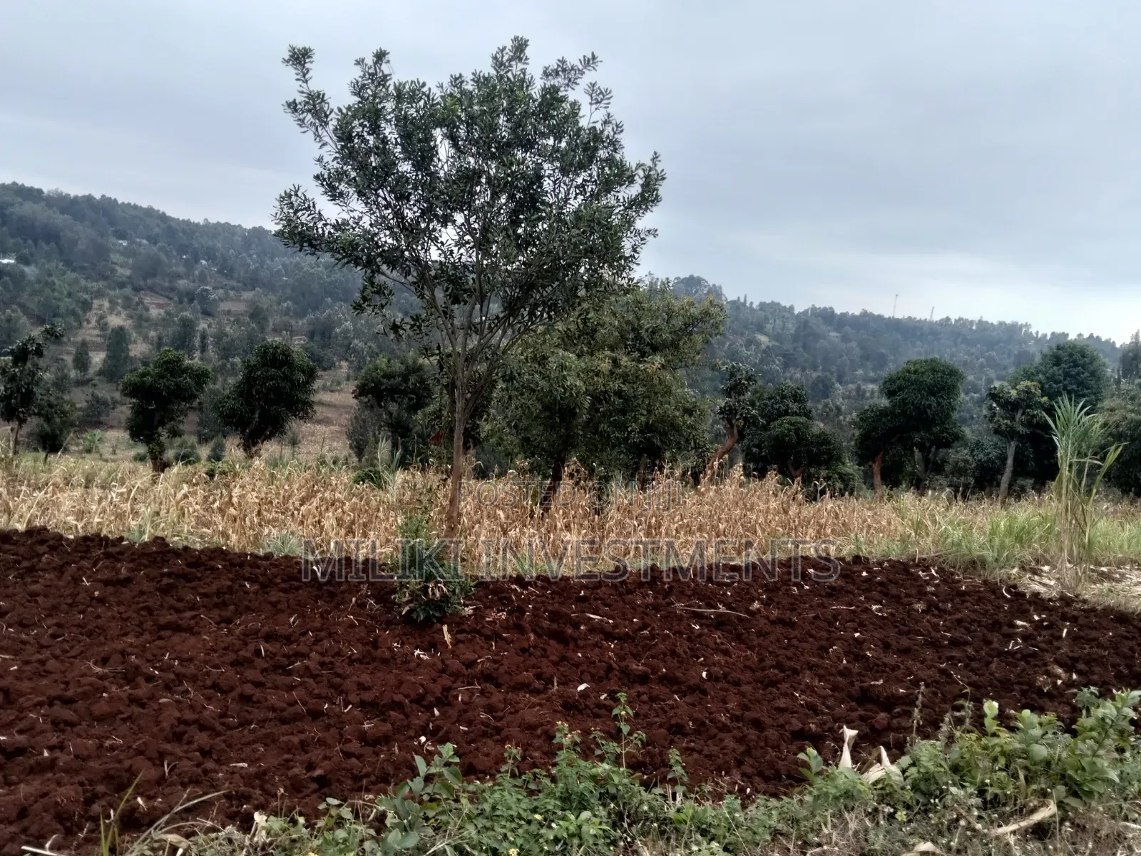 2.5 Acres on Sale at Kenol -Kabati