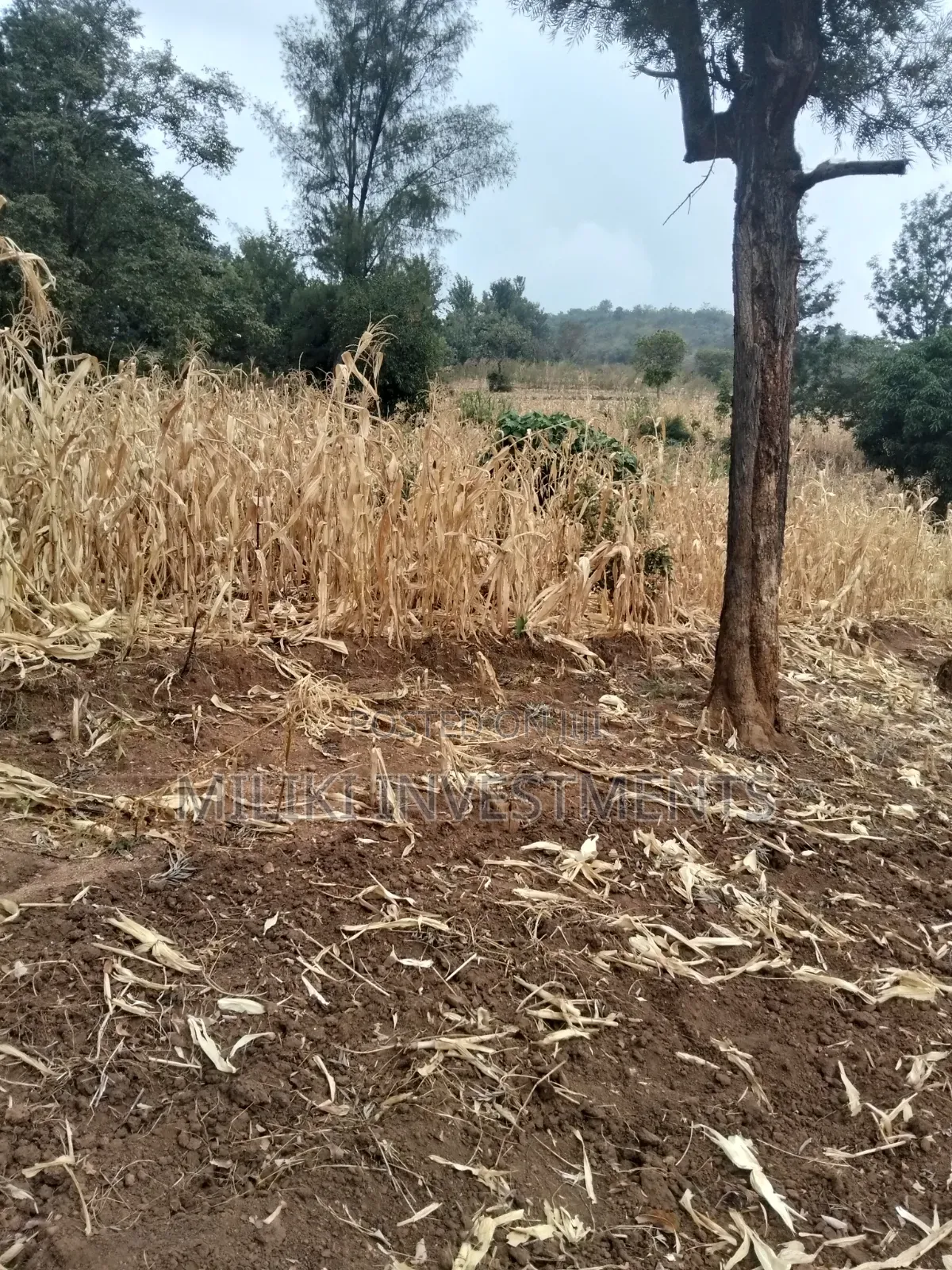 35 Acres of Land on Sale at SabaSaba -Igikiro Area