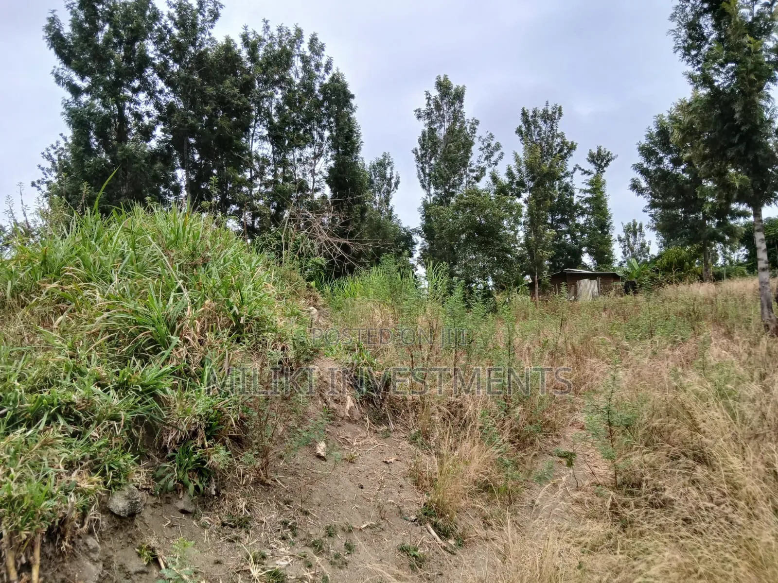 Half an Acre on Sale at Gatanga-Ithanga