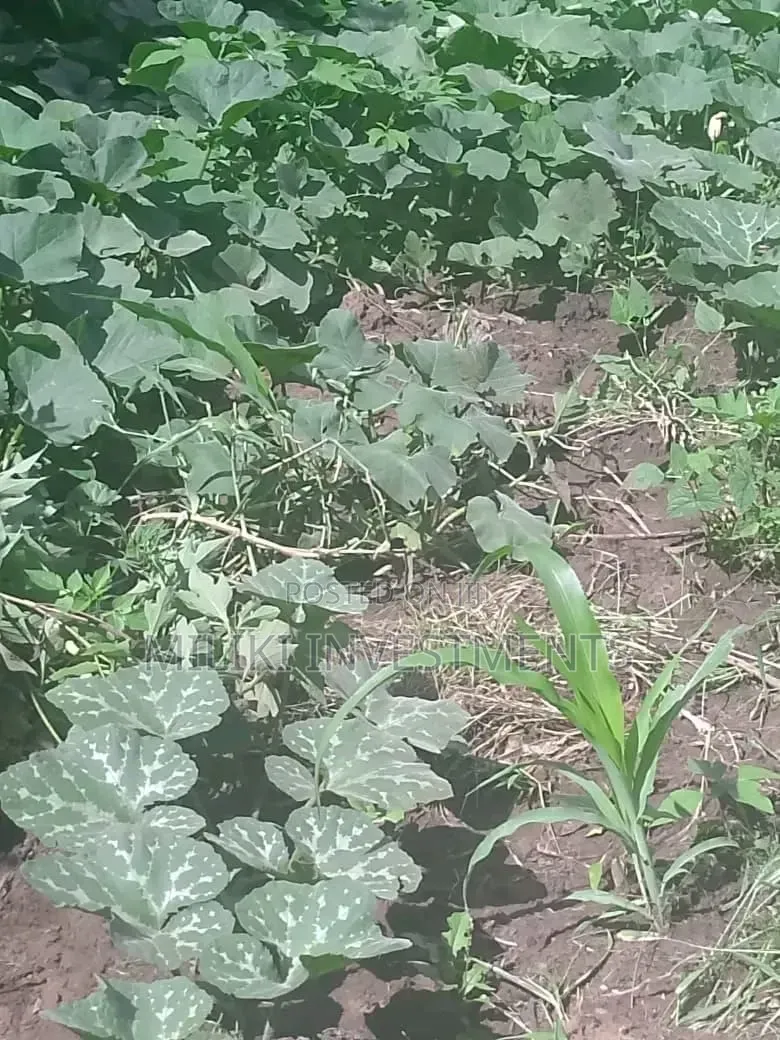 1 Acre on Sale at Gatanga
