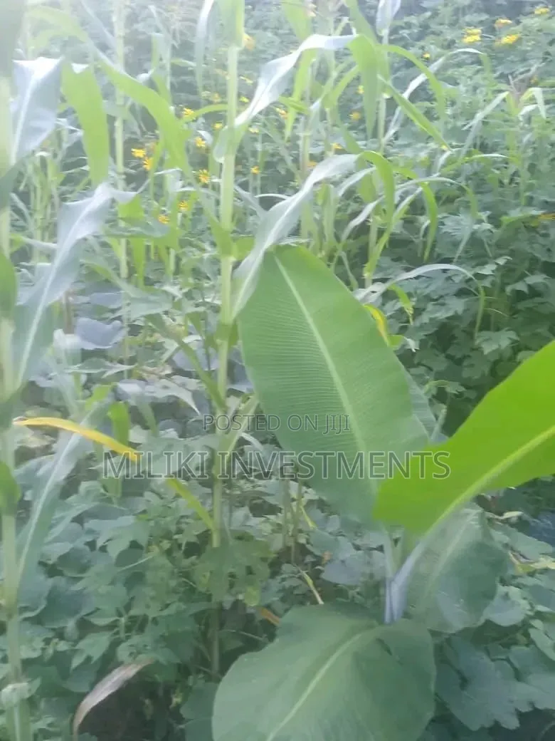 1 Acre on Sale at Gatanga