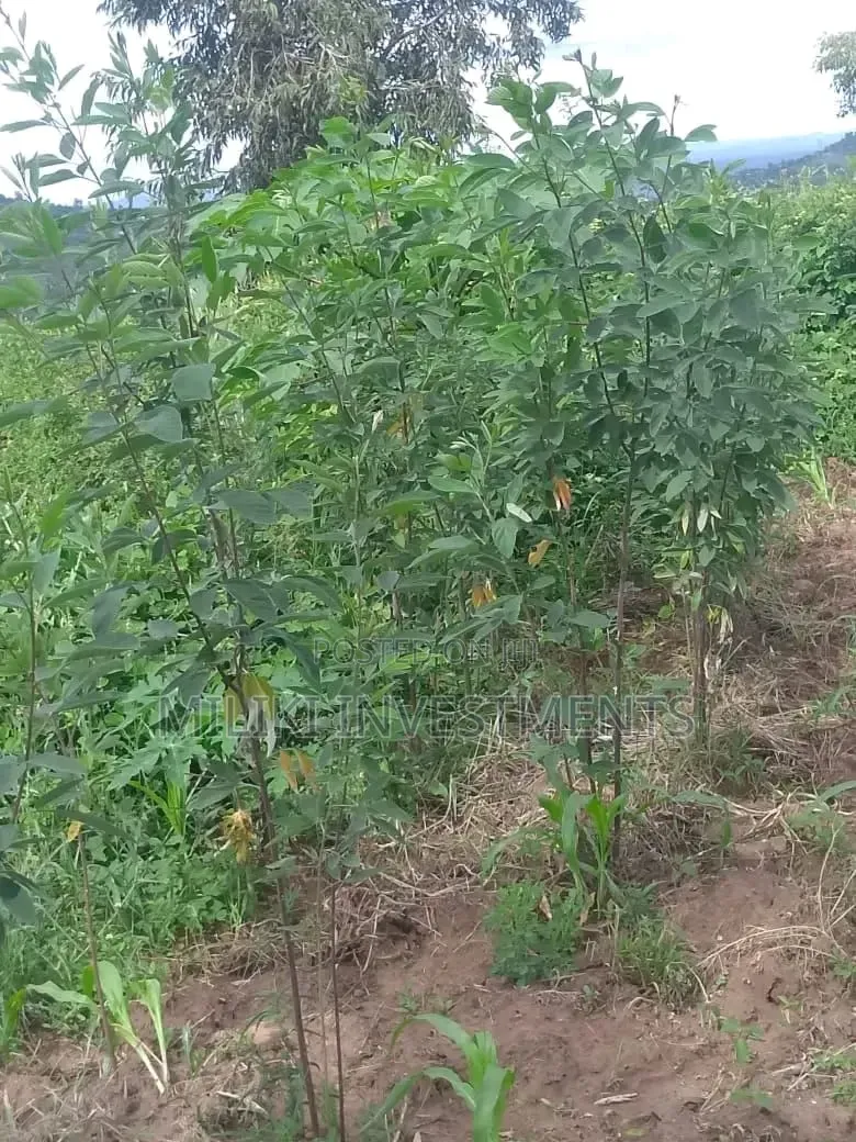 1 Acre on Sale at Gatanga