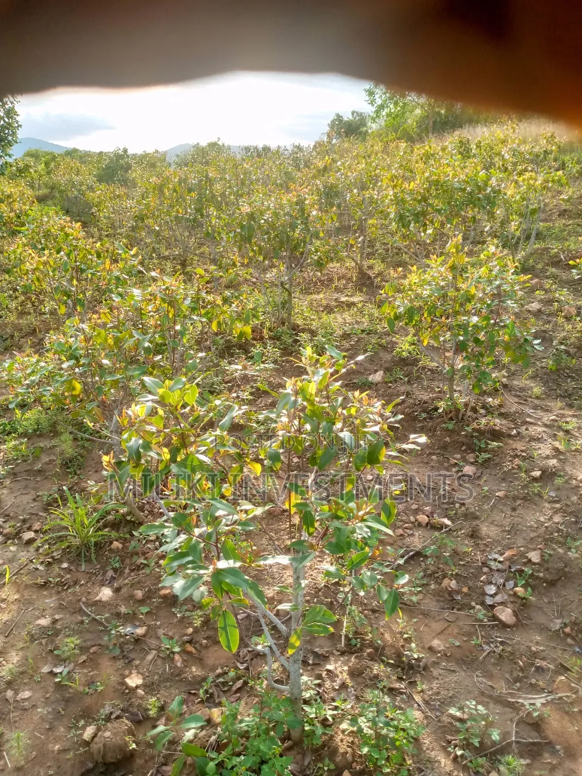 1.5 Acre on Sale at Siakago-Embu