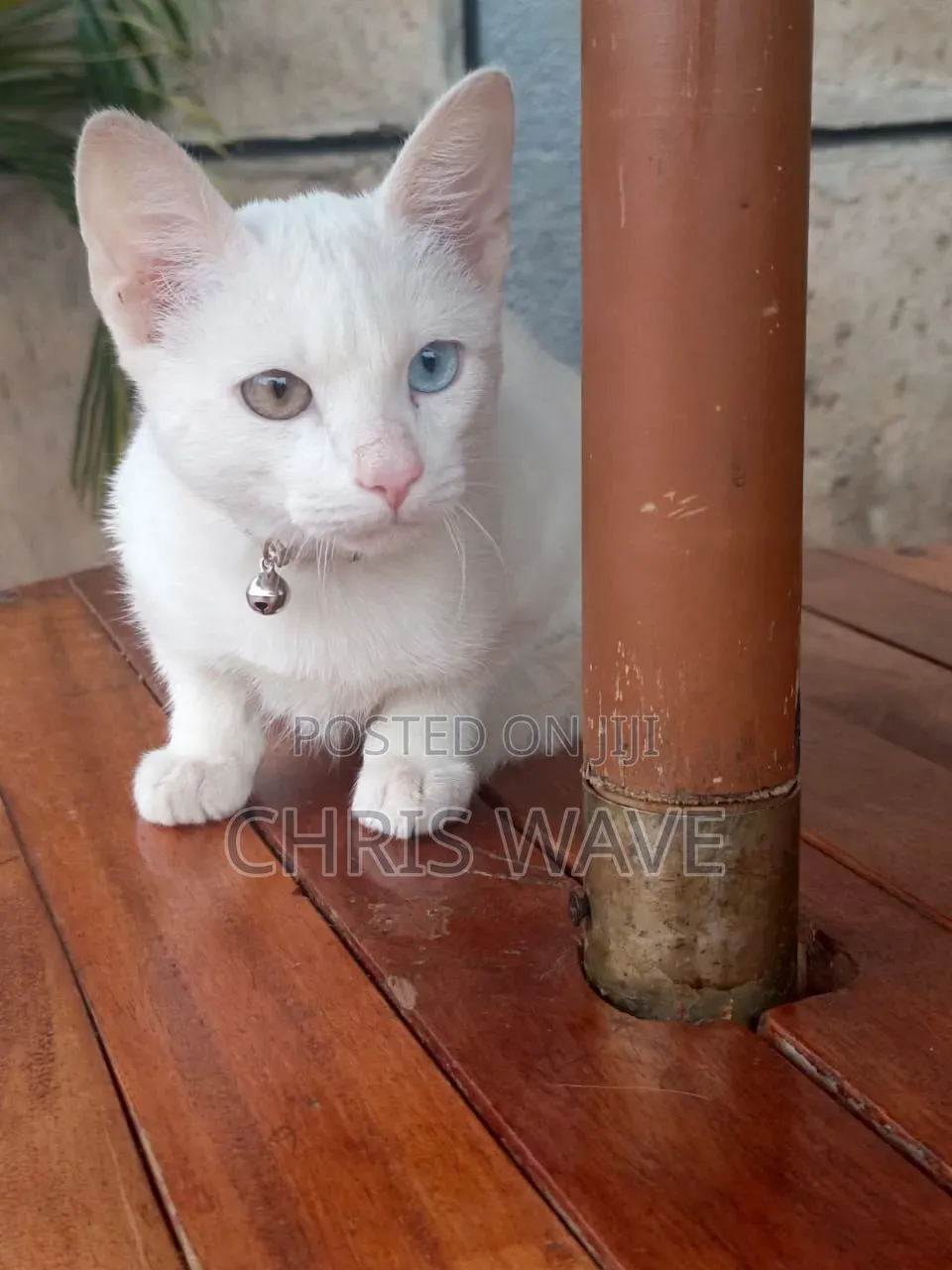 1-3 months Male Purebred Turkish Angora