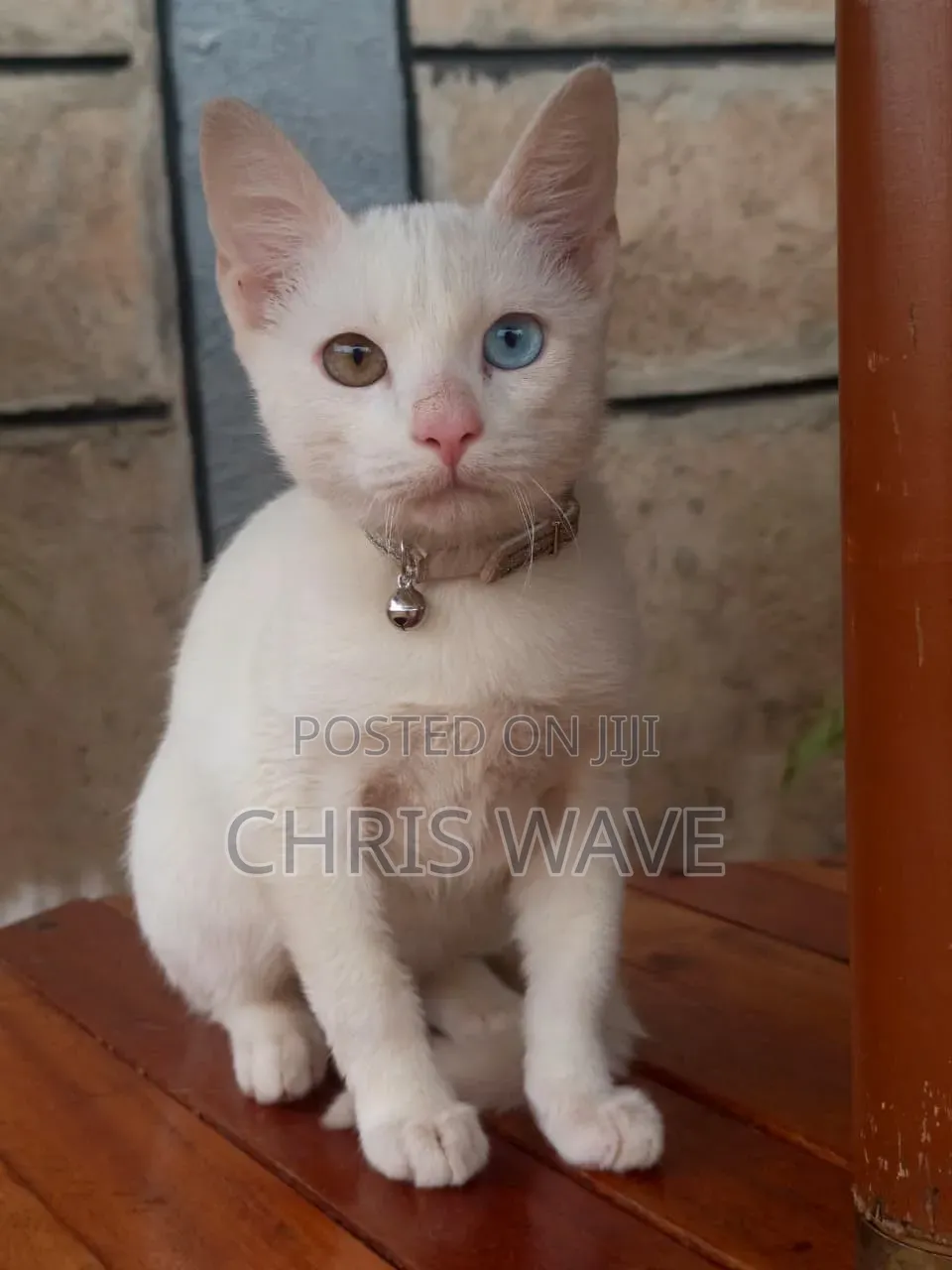 1-3 months Male Purebred Turkish Angora