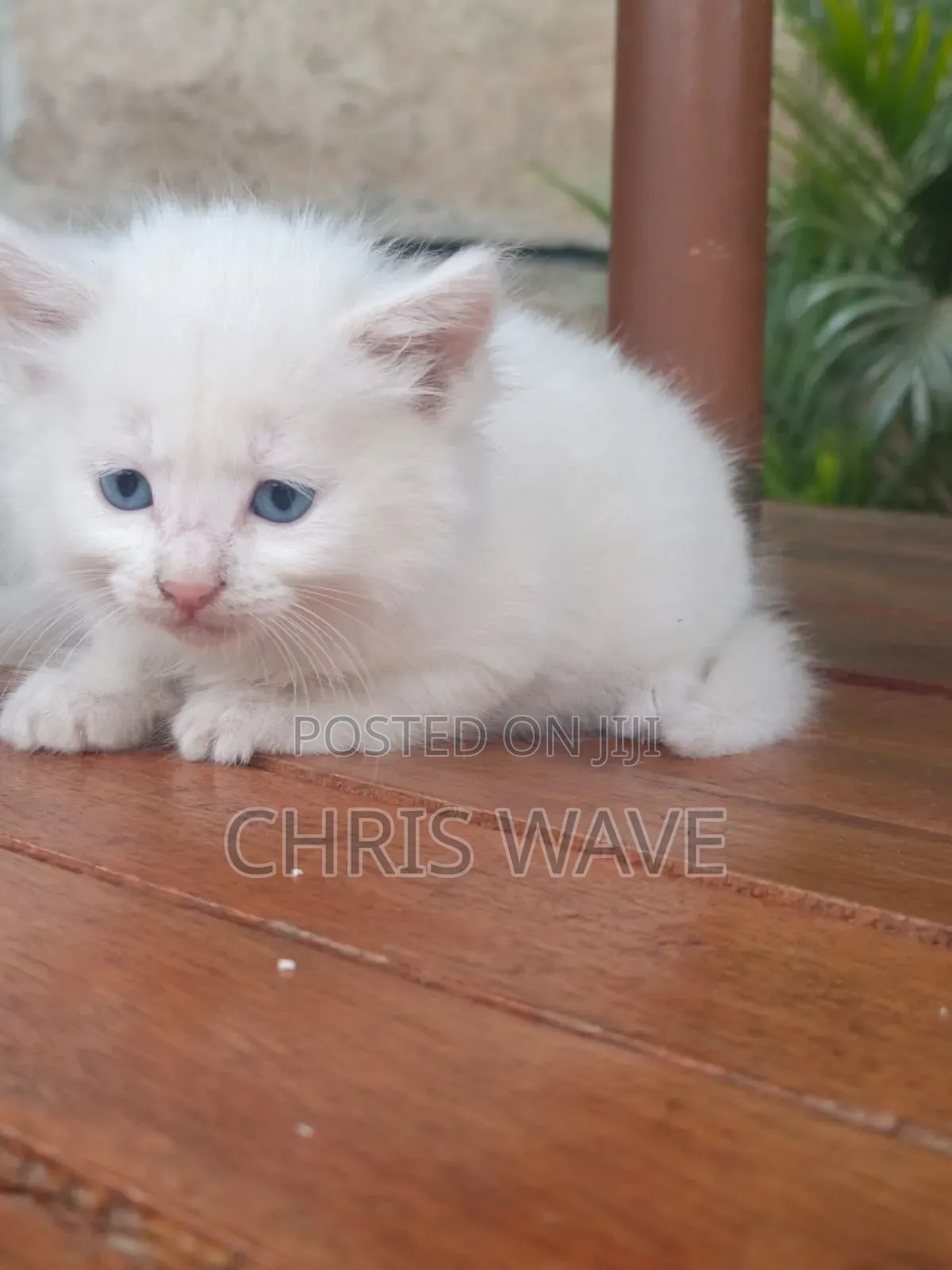 1-3 months Male Purebred Turkish Angora