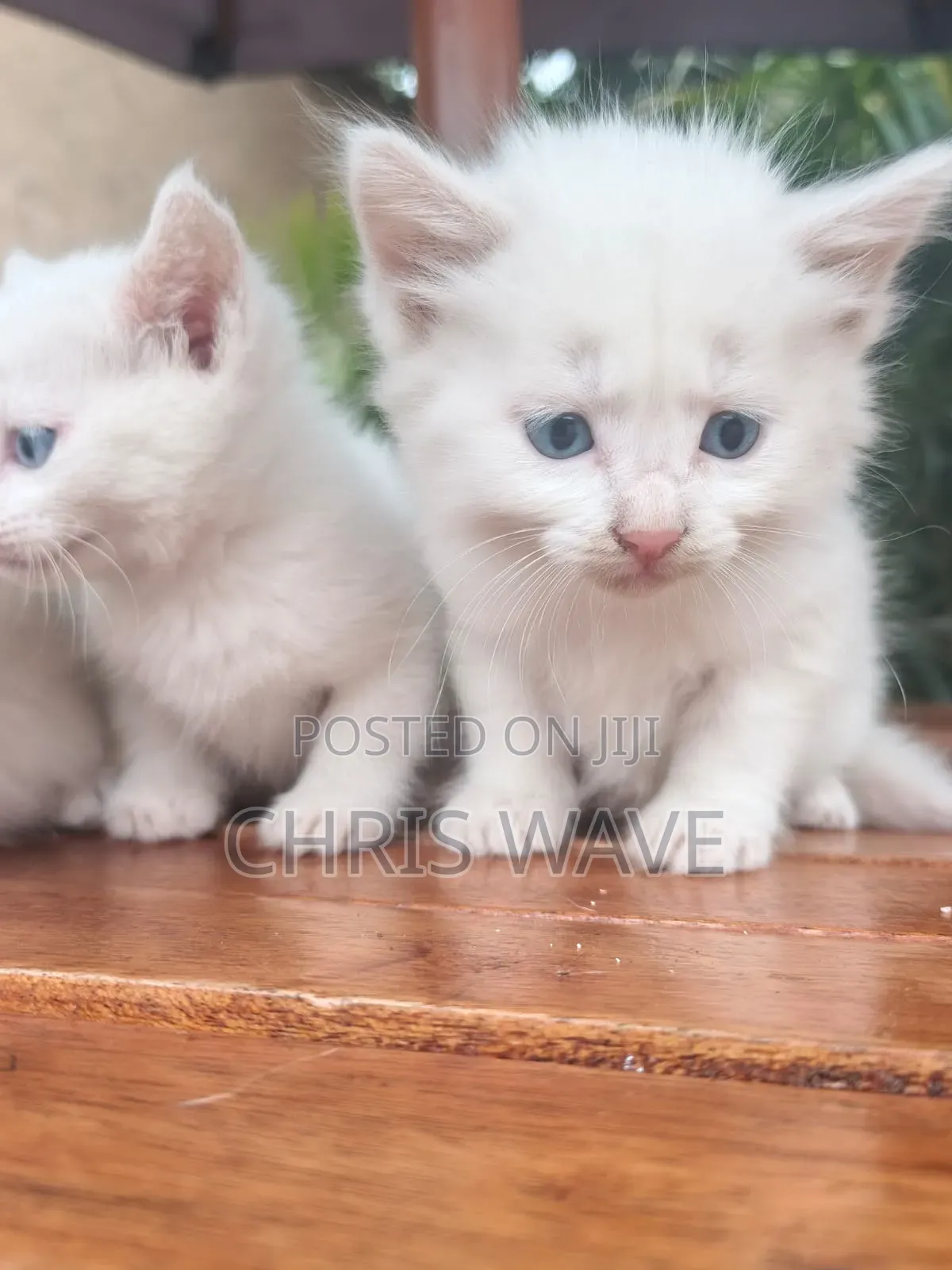 1-3 months Male Purebred Turkish Angora