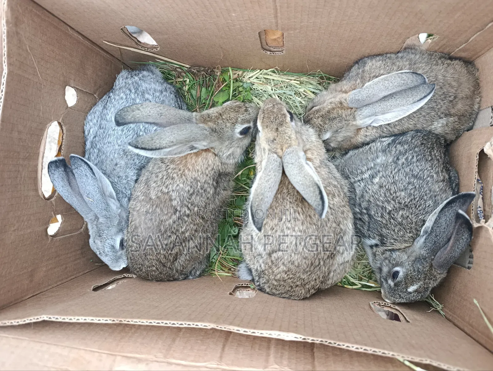 Young Flemish Giants or Continental Giants Rabbit Pets - 3 Months Old