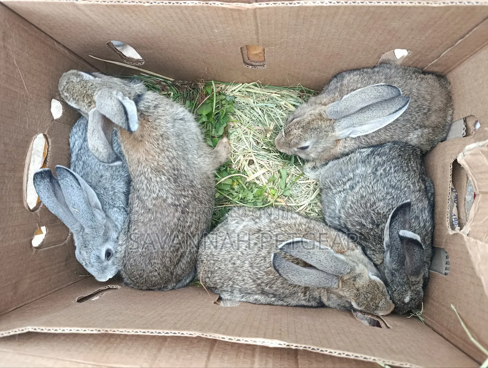 Young Flemish Giants or Continental Giants Rabbit Pets - 3 Months Old