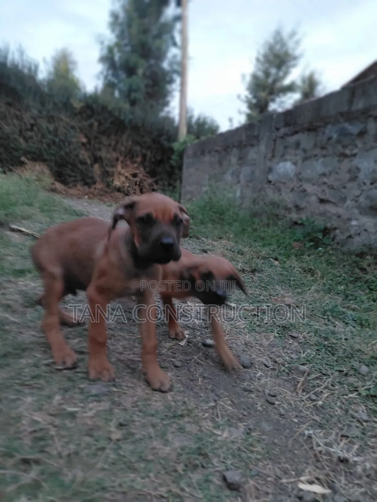 1-3 months Male Purebred Boerboel