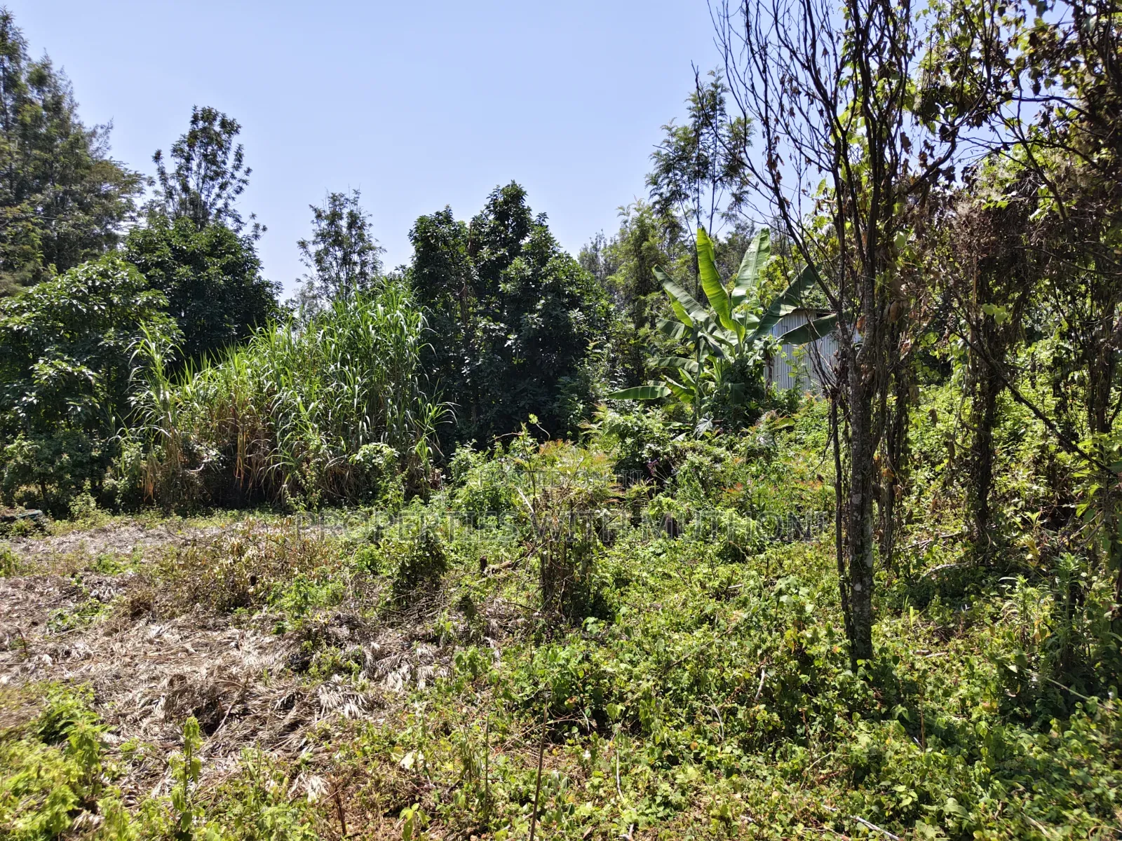 100×100 Plots for Sale in Matasia, Ngong.