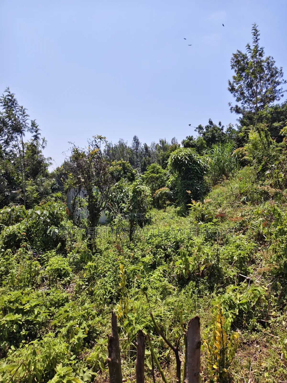 100×100 Plots for Sale in Matasia, Ngong.
