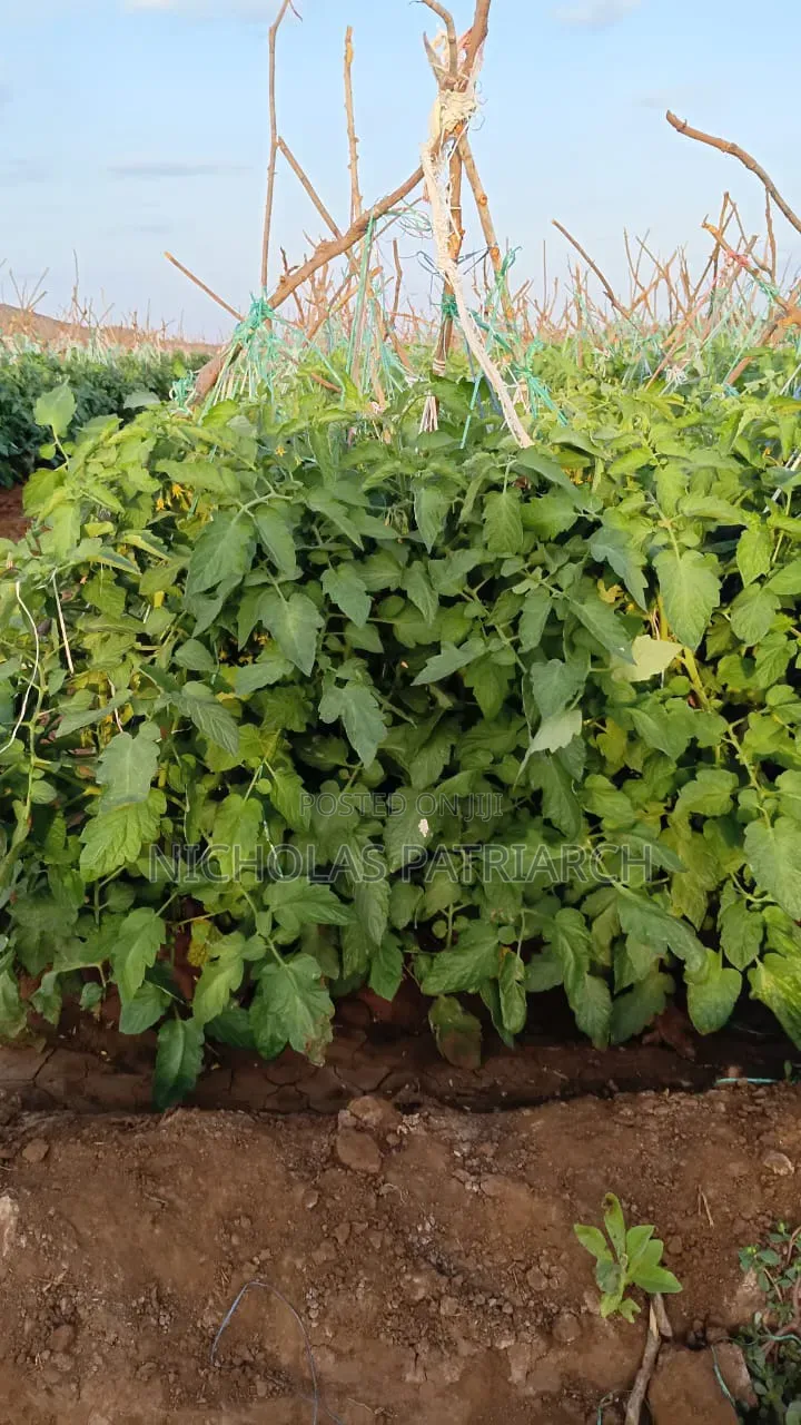 45 Acres Farm Kiboko -Mombasa Road Selling at 92m