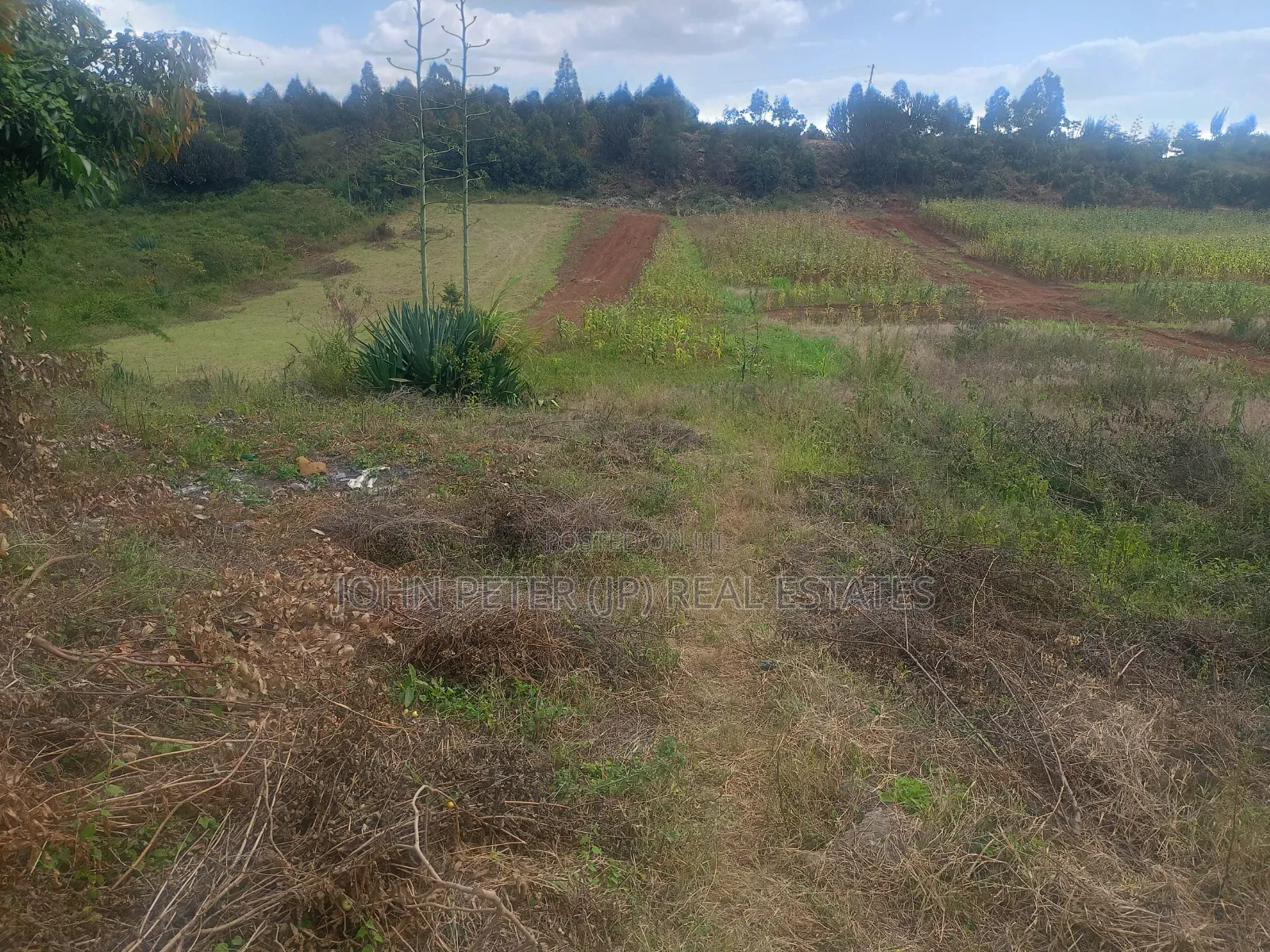 Plots in Thigio, Kikuyu