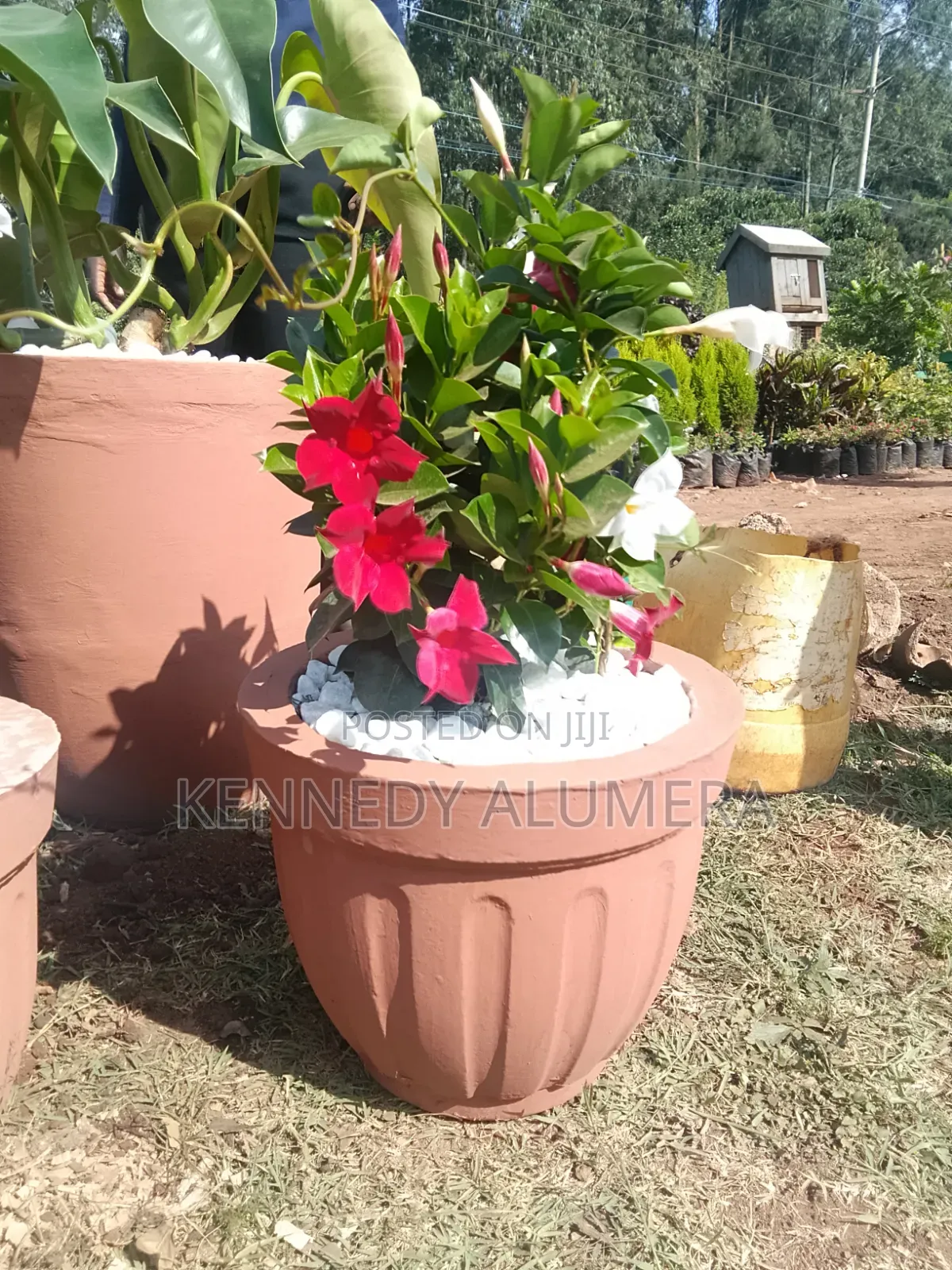 Potted Flowers