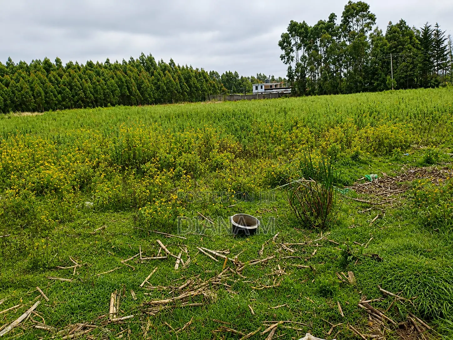 Lucrative 12-Acre Agricultural Holding in Kasuku, Nyandarua