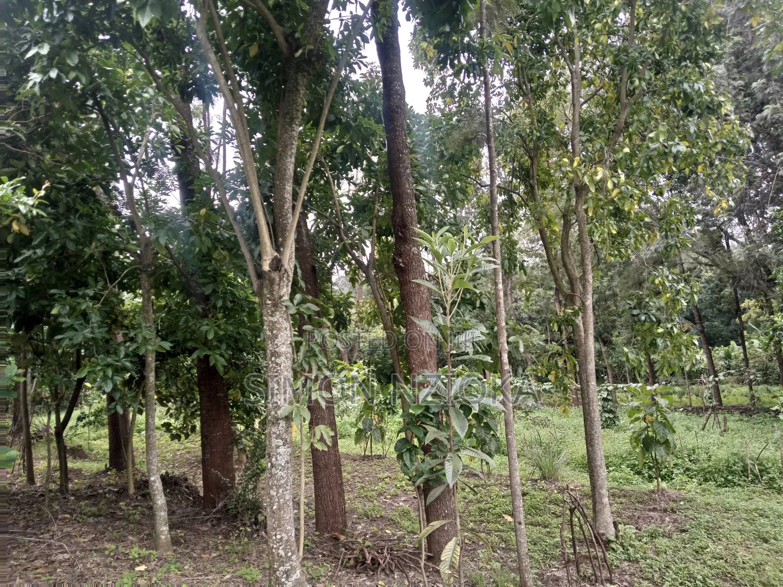Quarter Plots in Matasia, Ngong, Kajiado