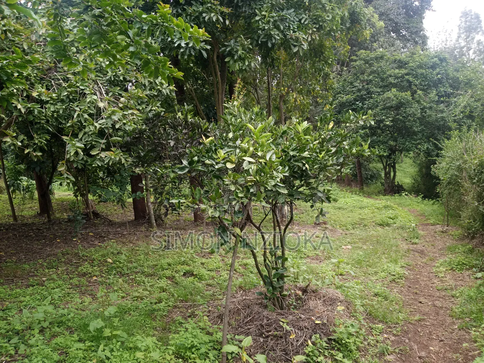Quarter Plots in Matasia, Ngong, Kajiado