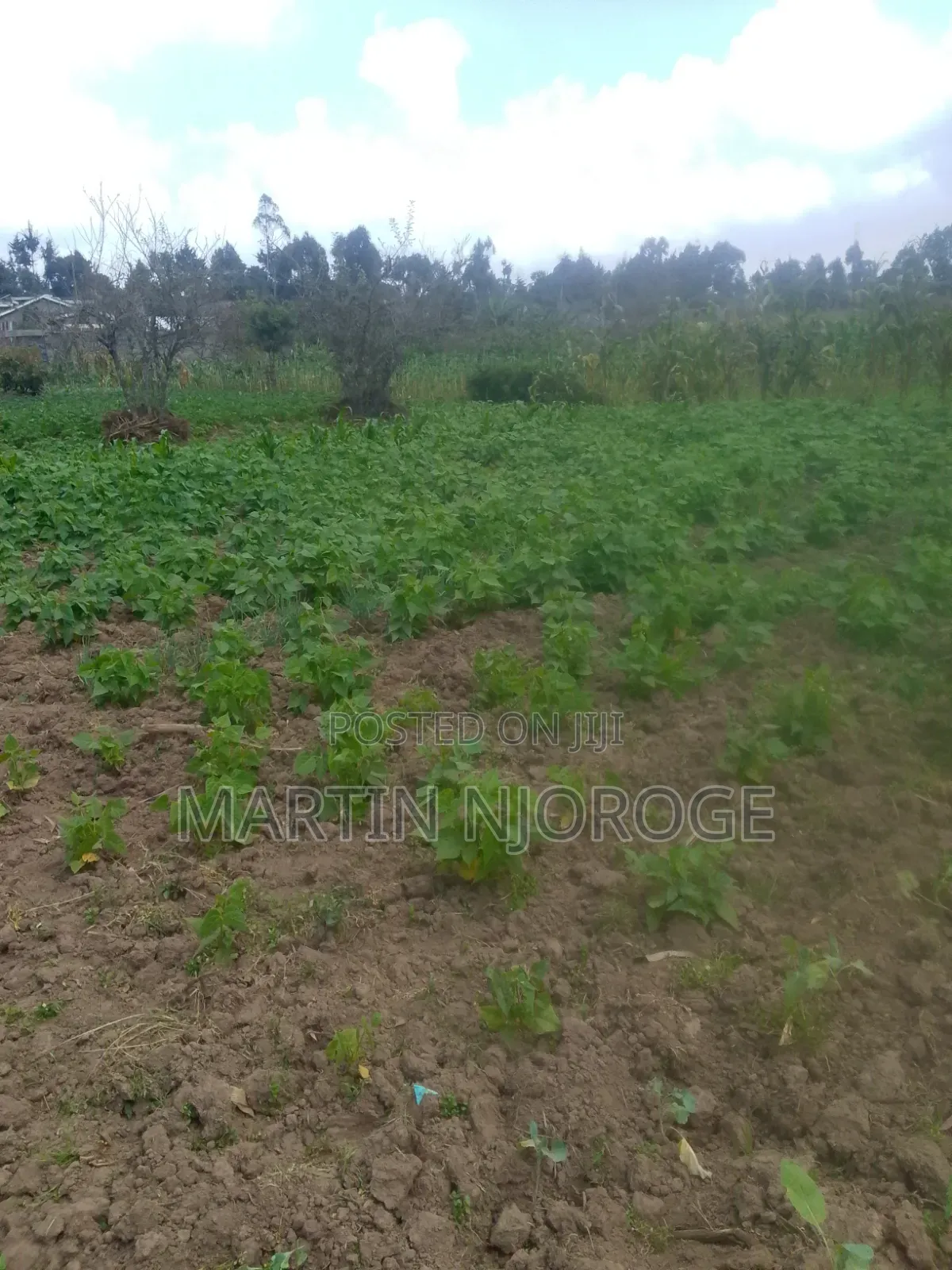 1⁄2 Acre Kwa Ngothi , Ndunyu Njeru