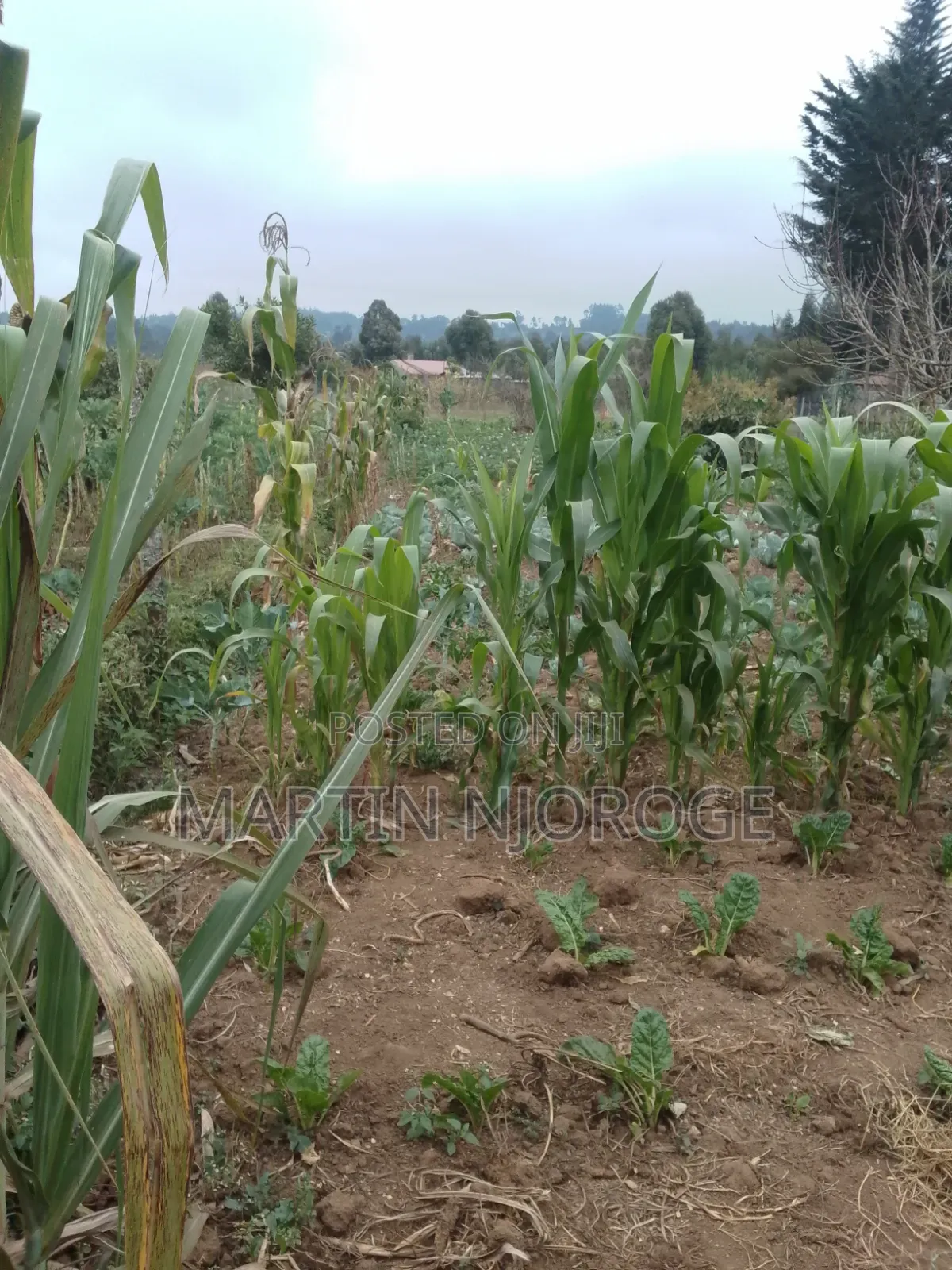 1 Acre Kwa Haraka
