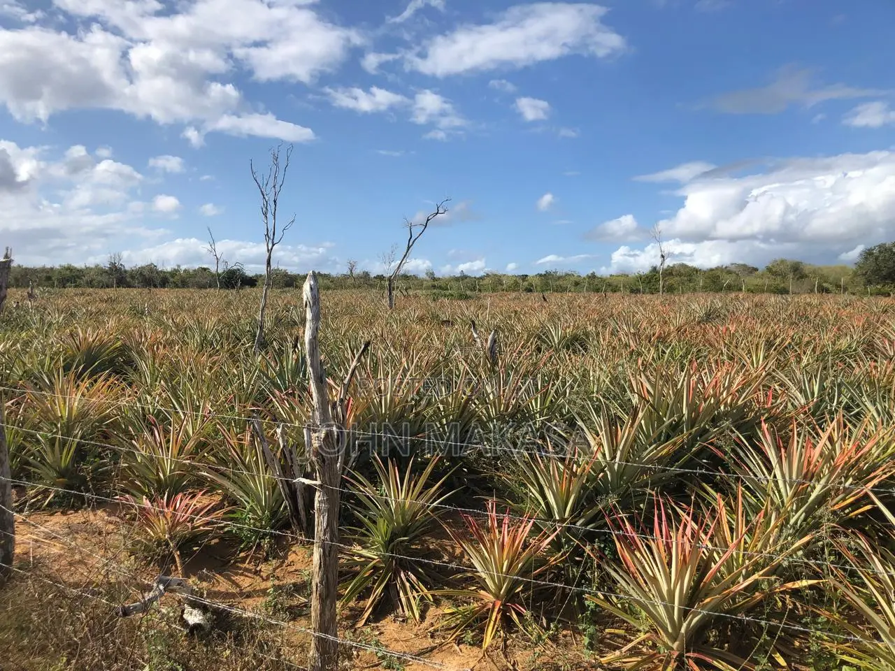 Per Acre in Malindi