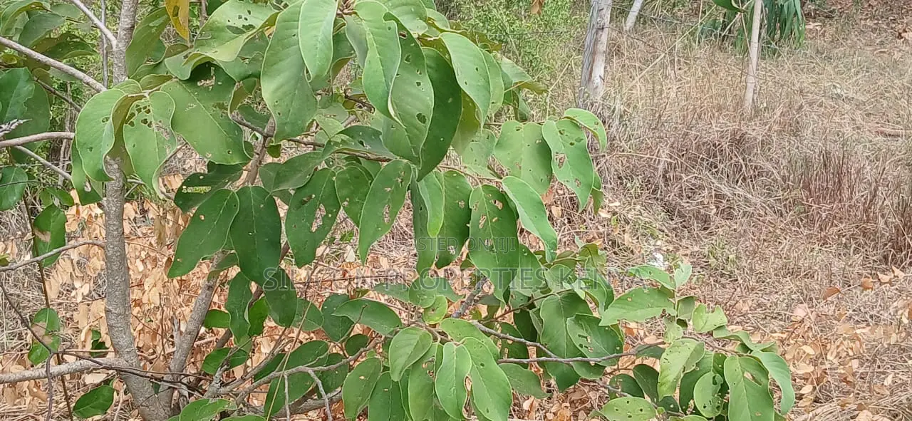 1 Acre for Sale in Matuga