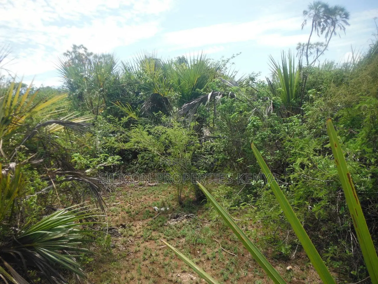 12 Acres for Sale in Msambweni