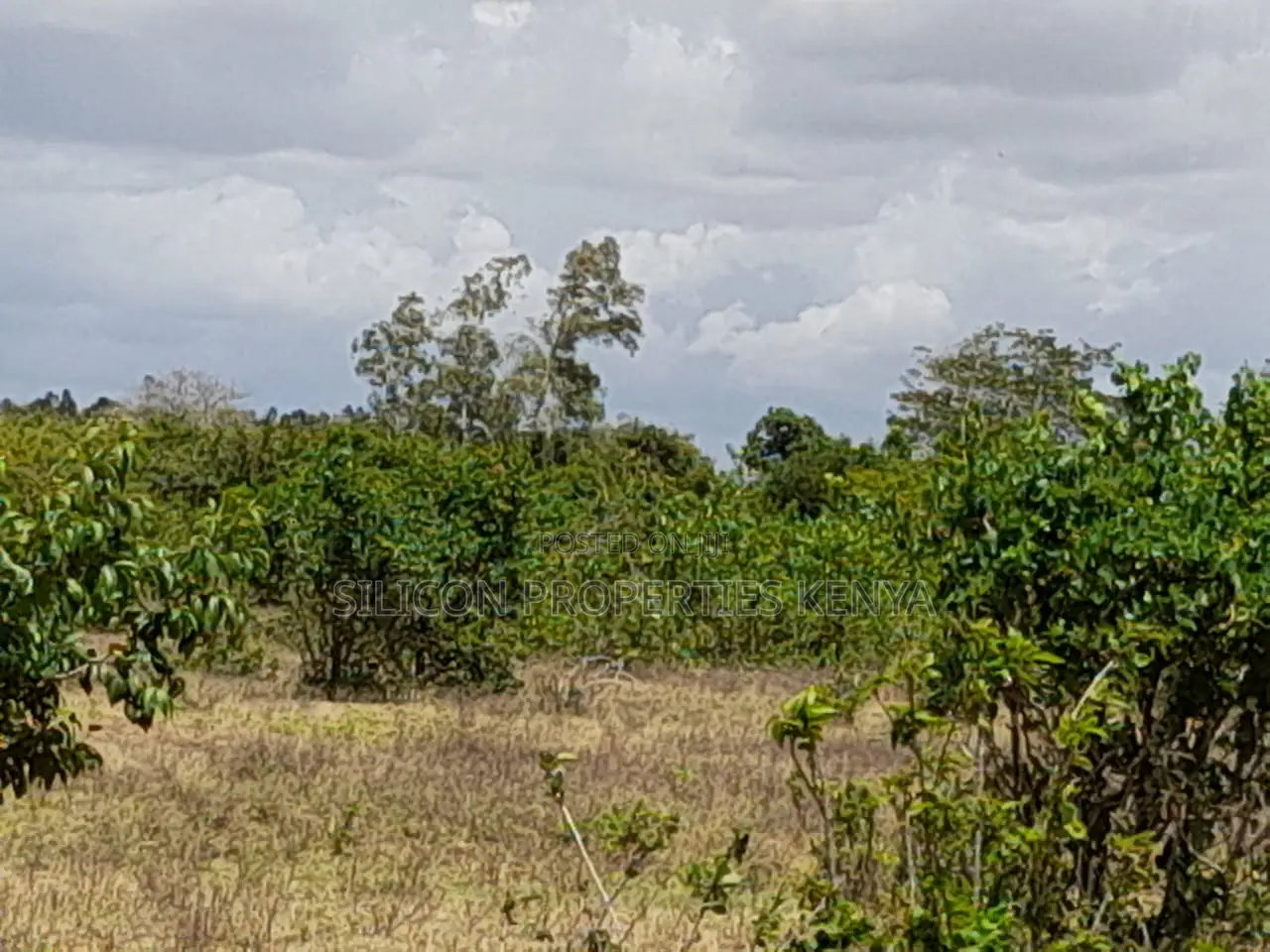 Own a Piece of Serene Land in Kidomaya, Kwale County