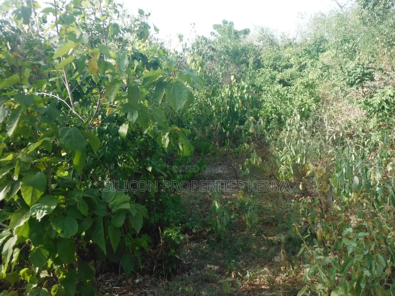 0.25 Acres for Sale in Shimoni