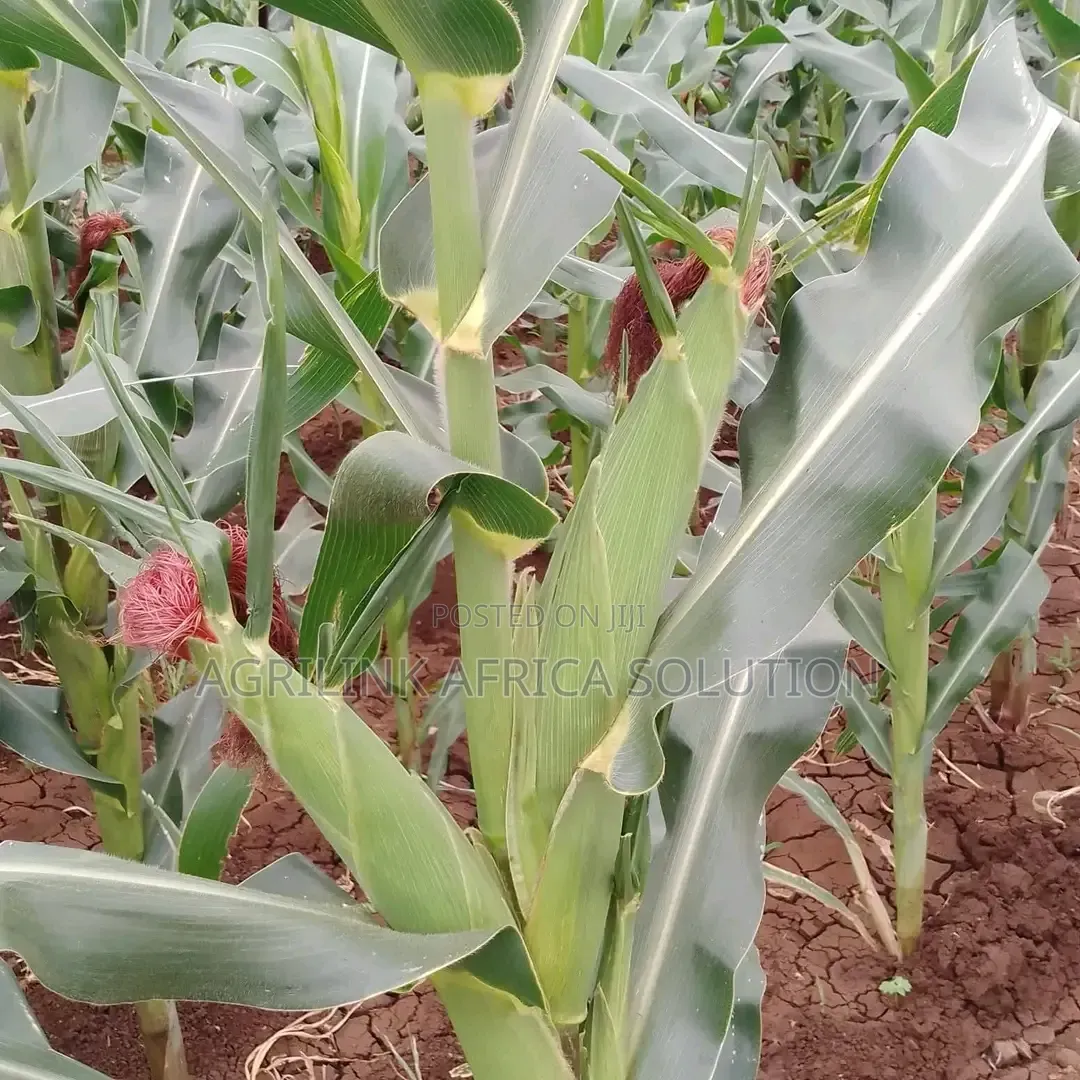 Dk 777 Maize Seed 2kg