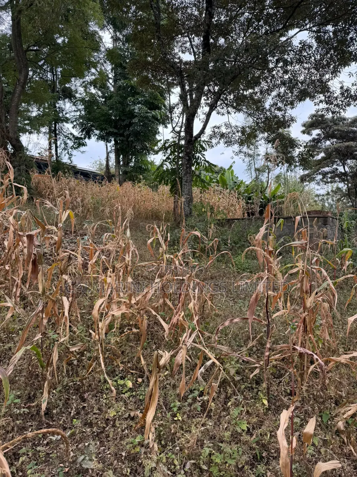 Distress Sale! Prime Half Acre in Olkeri, Ngong at Kes 9.7M