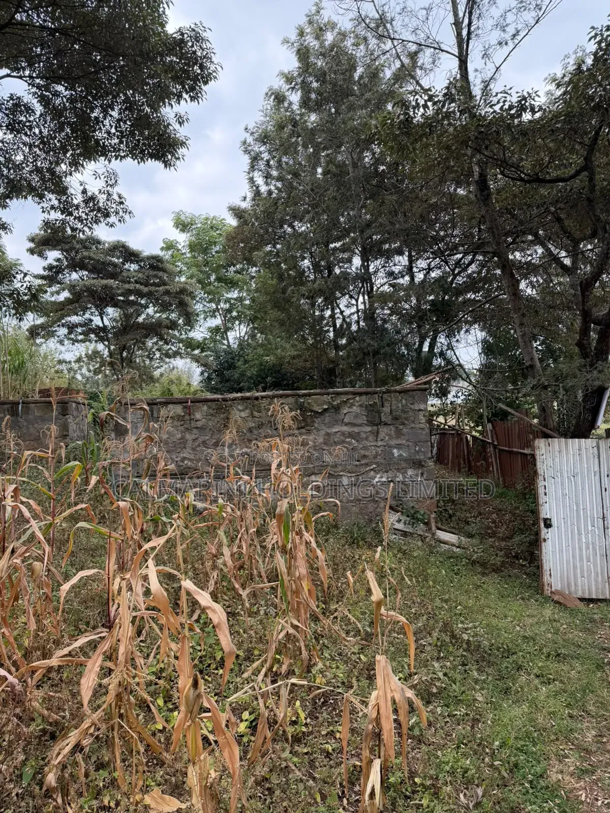 Distress Sale! Prime Half Acre in Olkeri, Ngong at Kes 9.7M