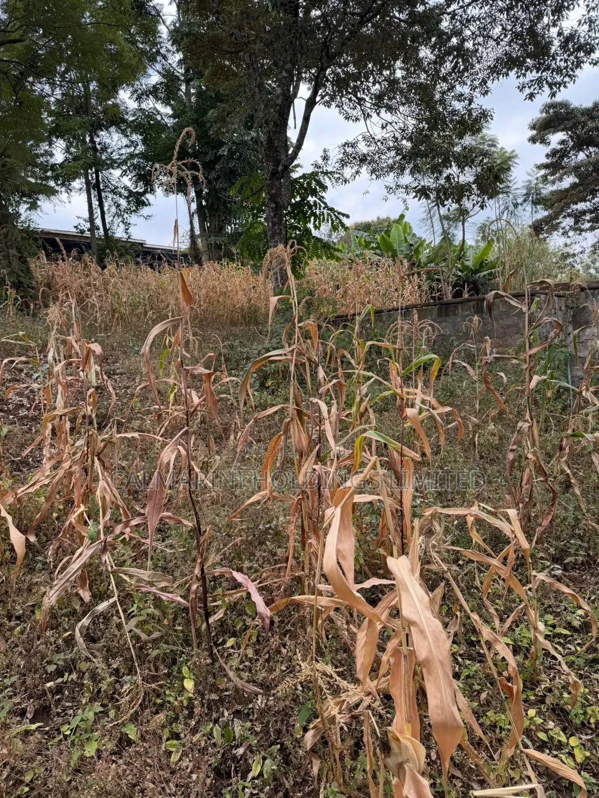 Distress Sale! Prime Half Acre in Olkeri, Ngong at Kes 9.7M
